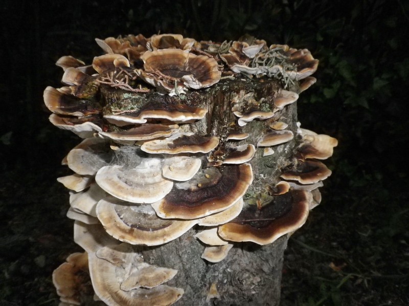 Trametes su cipresso (Trametes versicolor)